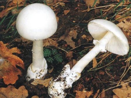   Amanita phalloides 